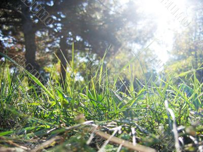 Sunlight and grass