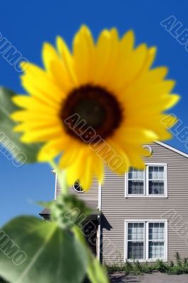 Bright sunflower