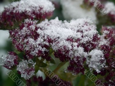flowerses under snow flowerses under snow