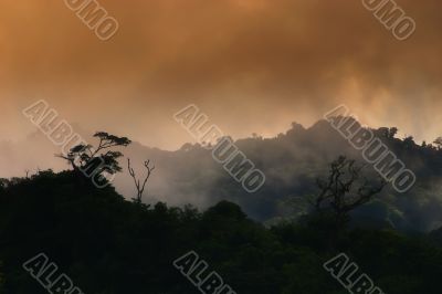 Clouds in the Rainforest