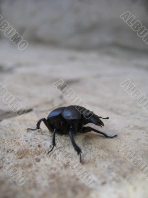 Insect on the stone