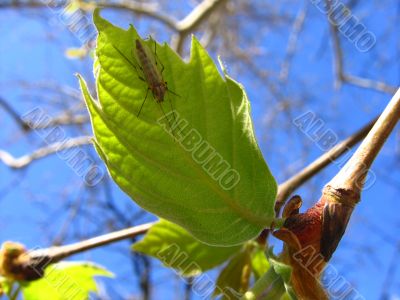 Leaf and insect