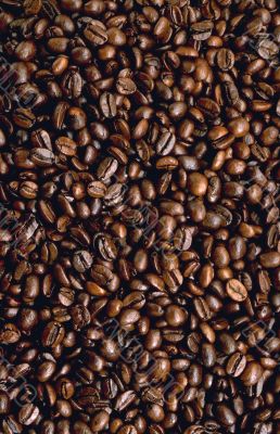Coffee seeds