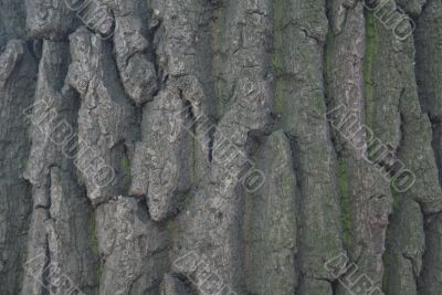 bark of a tree