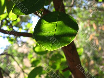 Green leaf and sunlight