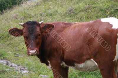 Brown cow