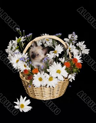 Flower arrangement with Little Kitten