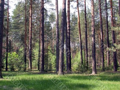 coniferous forest