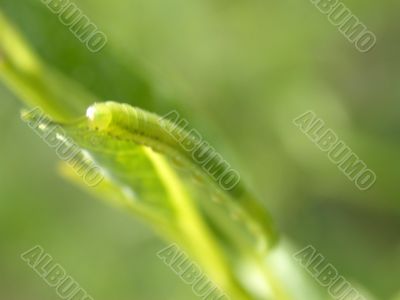 gren caterpillar