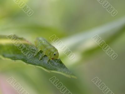 gren caterpillar gren caterpillar