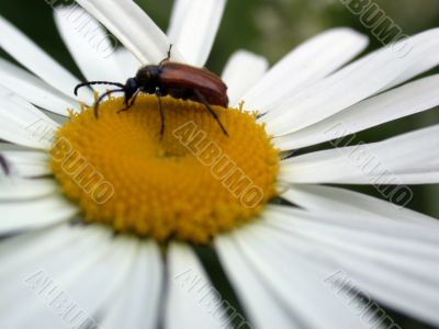 bug on daisywheel bug on daisywheel
