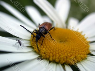 bug on daisywheel bug on daisywheel