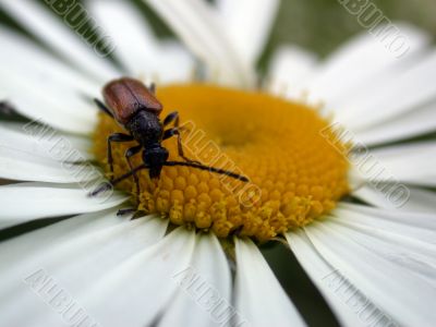 bee on the bee on the