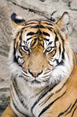 Amur Tiger