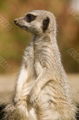 Meerkat