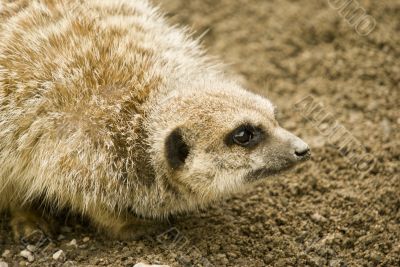 Meerkat