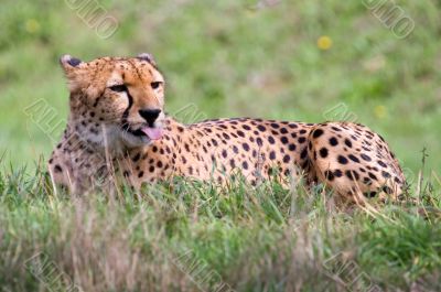Cheetah