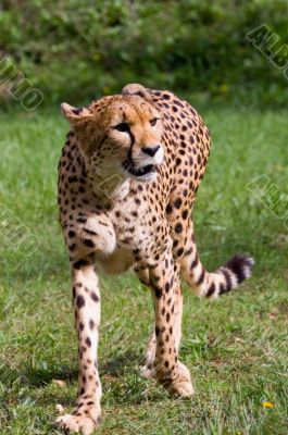 Cheetah