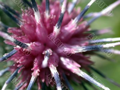 red inflorescence