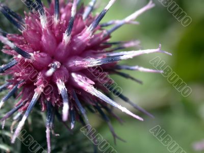 red inflorescence