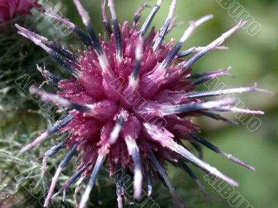 red inflorescence