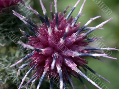 red inflorescence