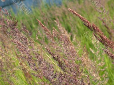 herbal background