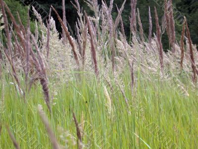 herbal background