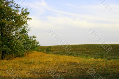 Seasonal landscape