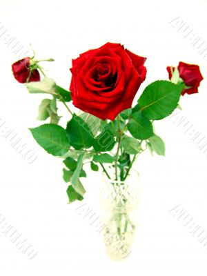 Beautiful roses