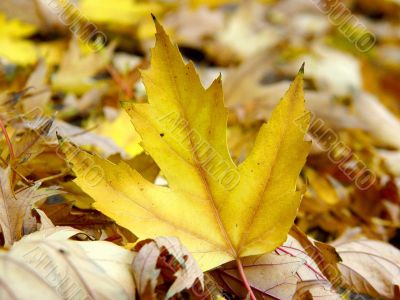 Yellow autumn leaf Yellow autumn leaf