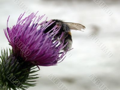 bee on the bur flower bee on the bur flower