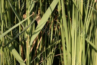 Green lake plant