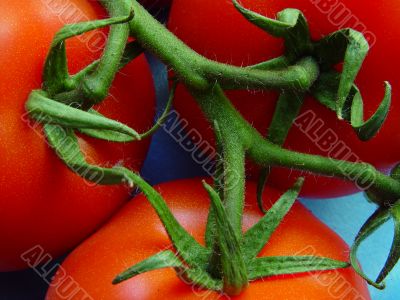 Fresh tomato branch