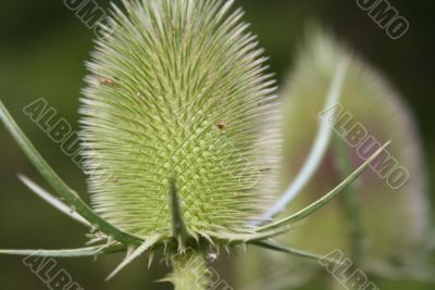 thorny plant