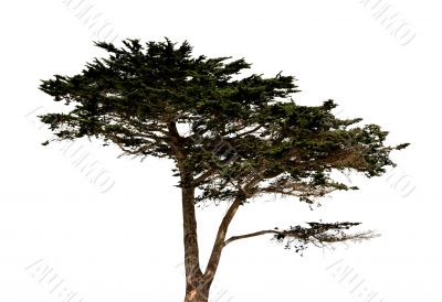 Big tree isolated