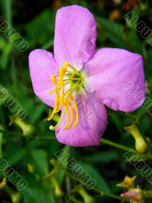 Virginia Meadow Beauty