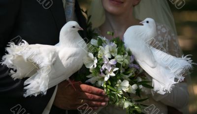 Wedding pigeons