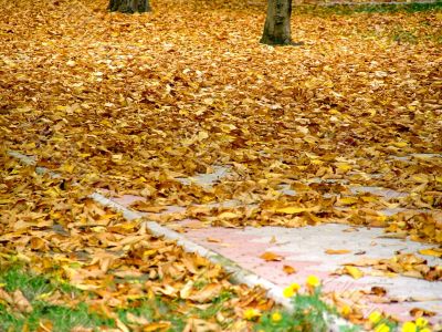 Autumn fall leaves