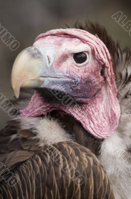 Lappet Faced Vulture