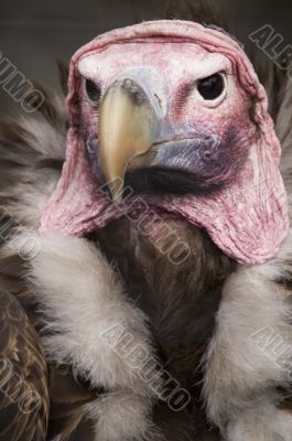 Lappet Faced Vulture
