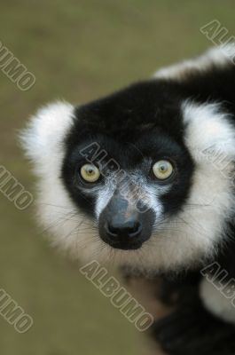Lemur