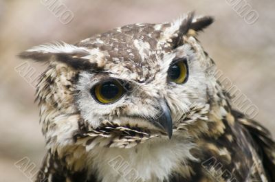 Ethiopian Eagle Owl