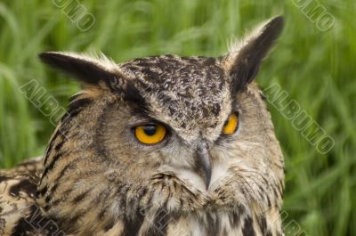 European Eagle Owl