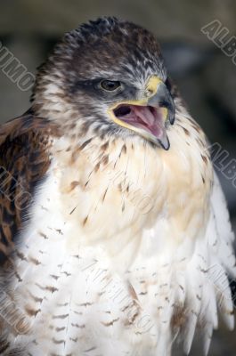 Ferruginous Buzzard Ferruginous Buzzard