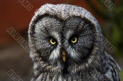 Great Grey Owl Great Grey Owl