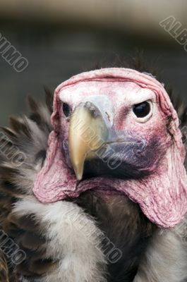 Lappet Faced Vulture Lappet Faced Vulture
