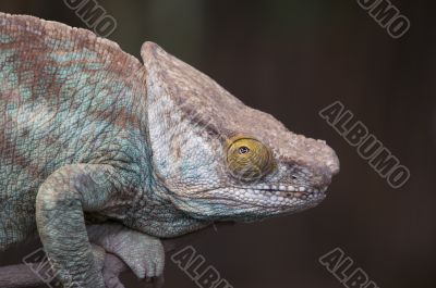 Parsons Chameleon