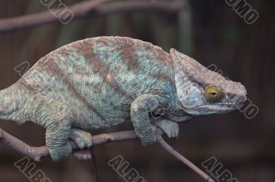 Parsons Chameleon