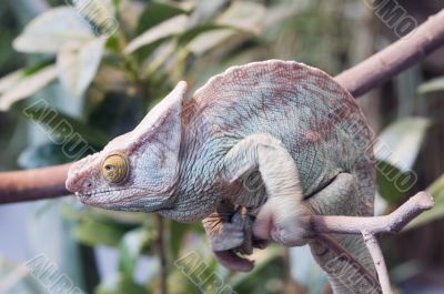 Parsons Chameleon Parsons Chameleon